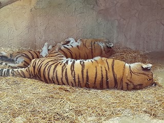 Tygrysy w śląkim ZOO