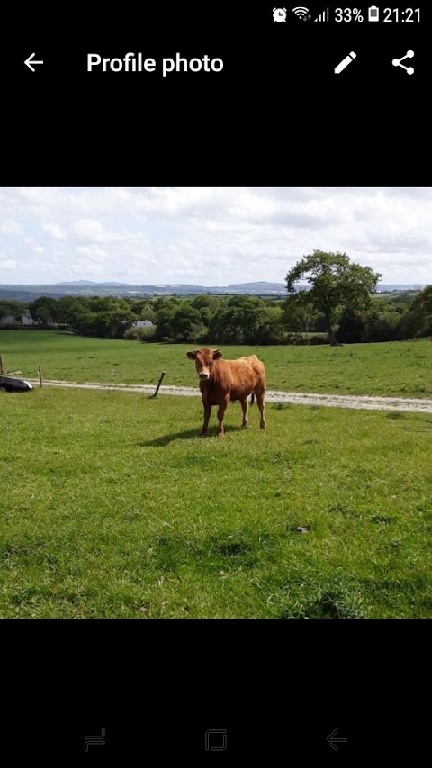 Grange Veterinary Surgery