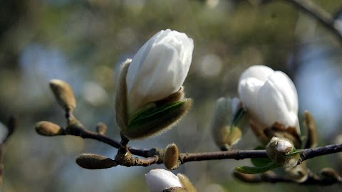 Flowers From The Secret Garden