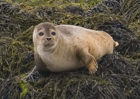 Star of Kenmare Wildlife Cruise