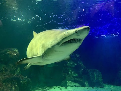 Dingle Oceanworld Aquarium