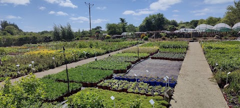 Turlough Nursery