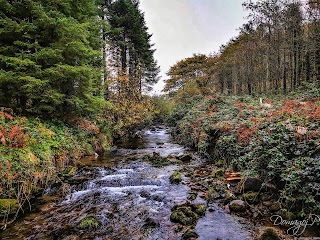 Glengarra Wood Forest Recreational Area