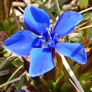 Burren Flowers Greeting Cards