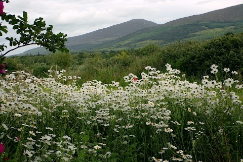 Connecting to Nature (Blooming Native Wildflowers)