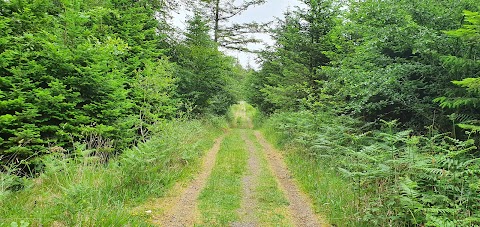 Woods Walk