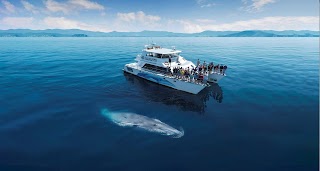 Auckland Whale & Dolphin Safari