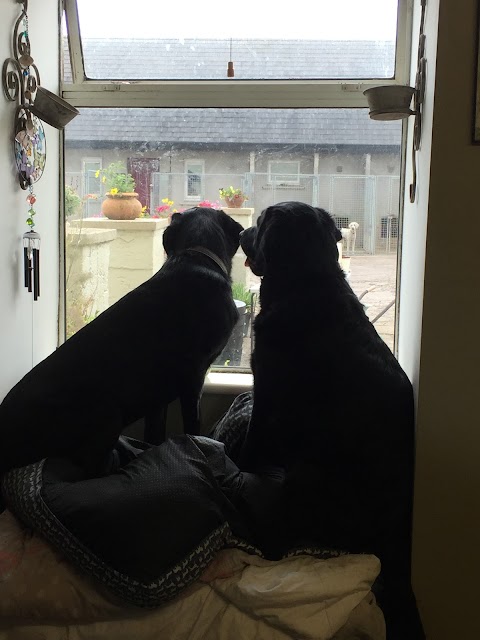 Best Buddies Boarding Kennels