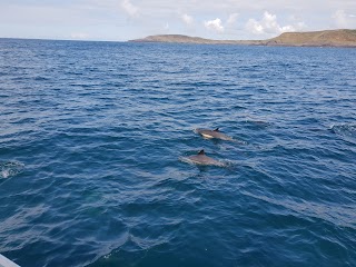 Wave Chieftain Whale Watching & Coastal Tours