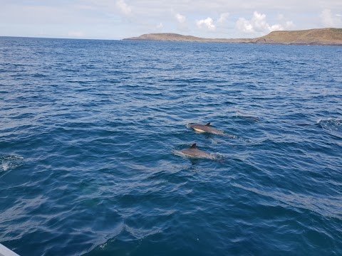 Wave Chieftain Whale Watching & Coastal Tours