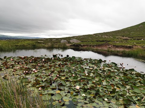 Tonevane Walk Kerry Camino