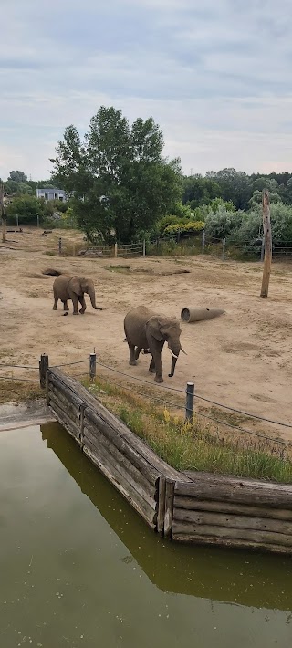 Dyrekcja ZOO