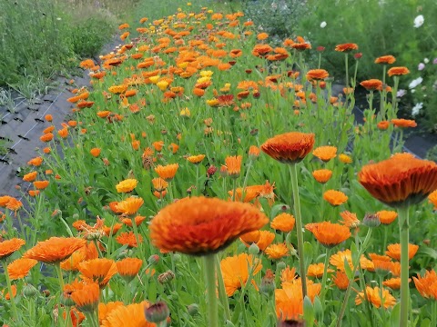 Flowers on Four Acres