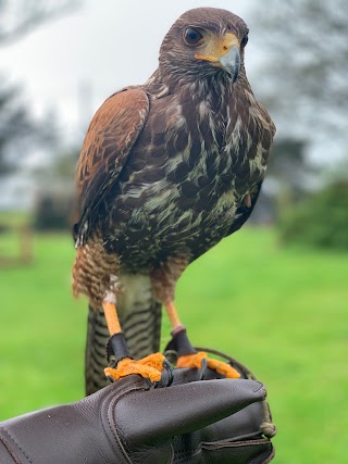 Kingdom Falconry