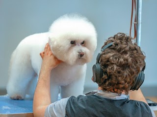 K9 Design Dog Grooming