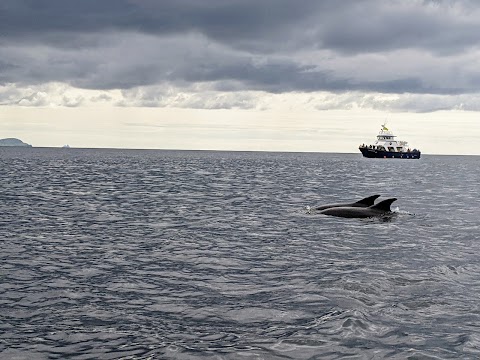 Dingle Sea Safari