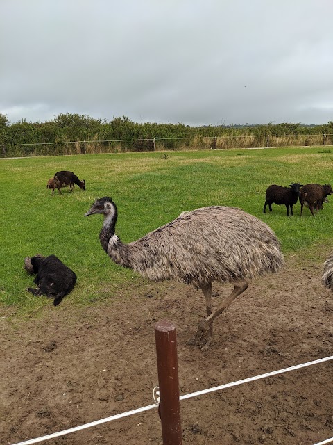 Ardmore Open Farm and Mini Zoo