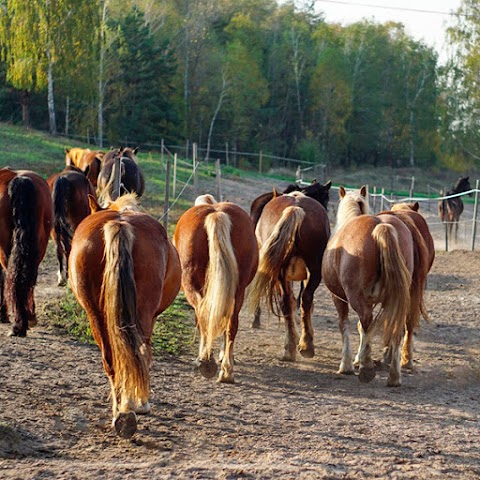 Кінний дитячий табір Like Horses Camp