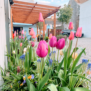 A Country Practice Veterinary Clinic