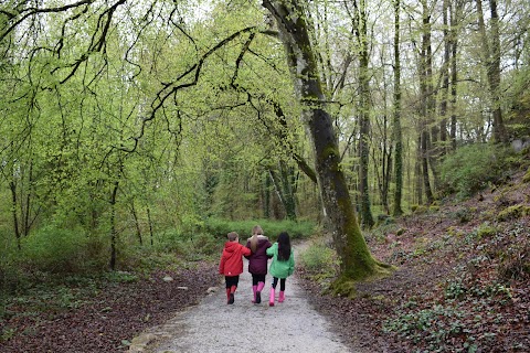 Curraghchase Forest Park Coillte