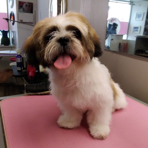 Shaggy Chic Dog Grooming