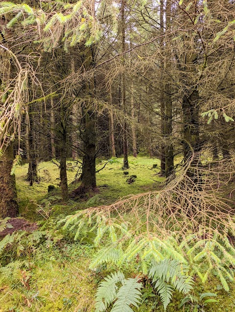 Kinnitty Looped Walks Trailhead