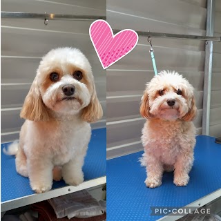 Dog Grooming with Sue