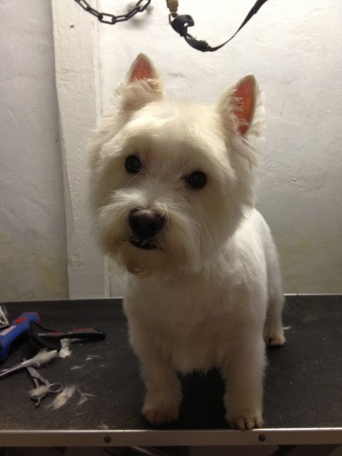 Waggy Tails Dog Grooming