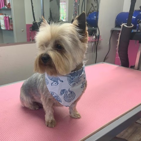 Shaggy Chic Dog Grooming