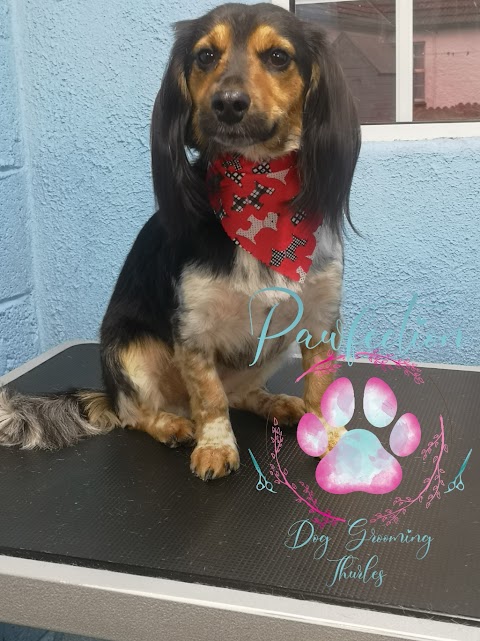 Pawfection Dog Grooming Thurles