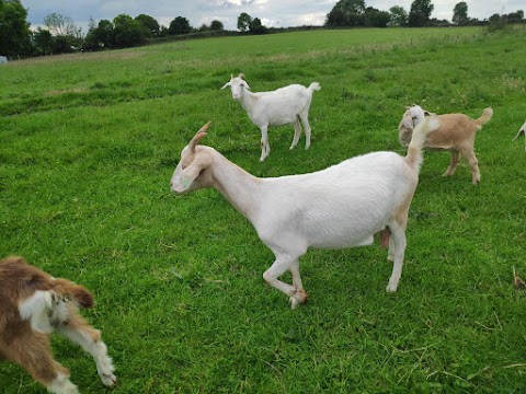 Goat Ireland The Irish Goat Meat Farm