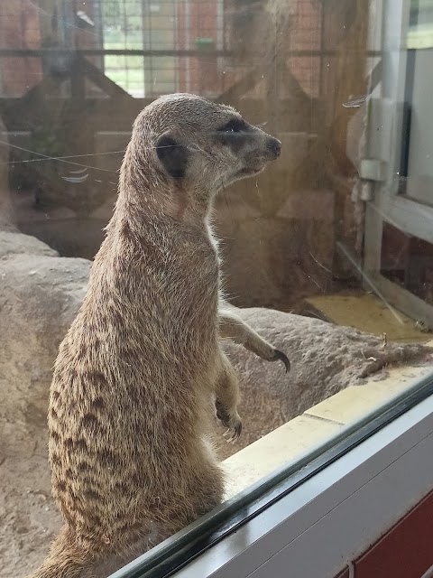 Surykatki w śląskim ZOO