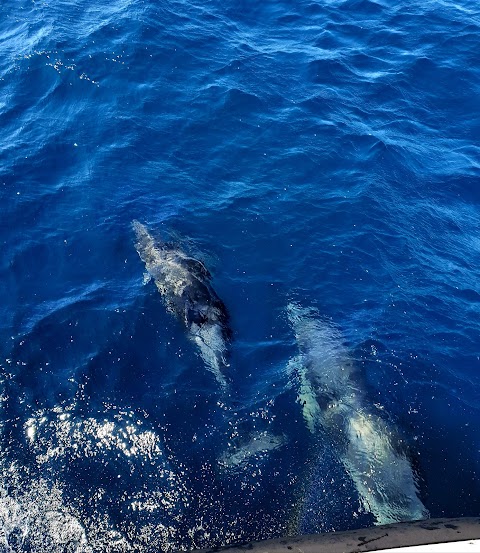 Cork Whale Watch