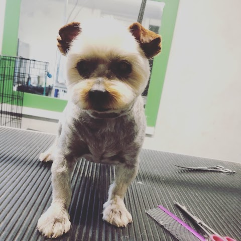 BOW WOW Dog Grooming, Milltown, Tuam.