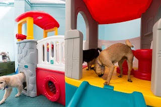 DogHQ Day Care in Albany