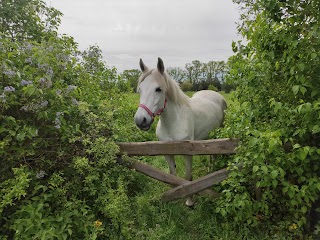 Stajnia White Pony