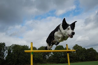 The Canine College