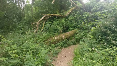 Bansha Forest Recreational Area