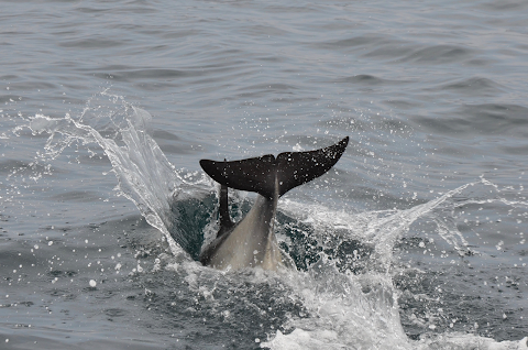 Whale Watch West Cork