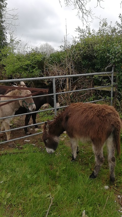 Adare Camping and Caravan Park