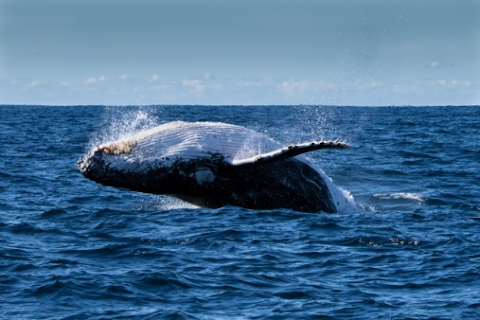 Skelligs Rock Cruises