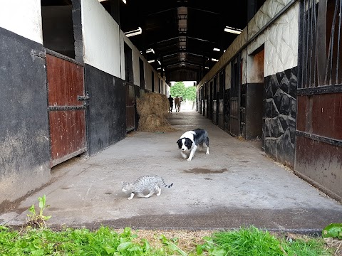 Feeneys Equestrian Centre Galway