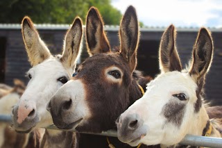 The Donkey Sanctuary Ireland