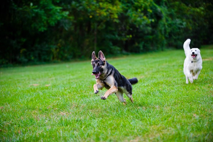 Red Beard Dog Training, Greensboro, NC