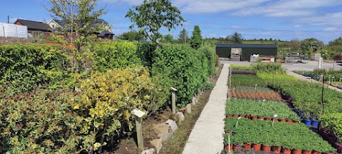 Turlough Nursery