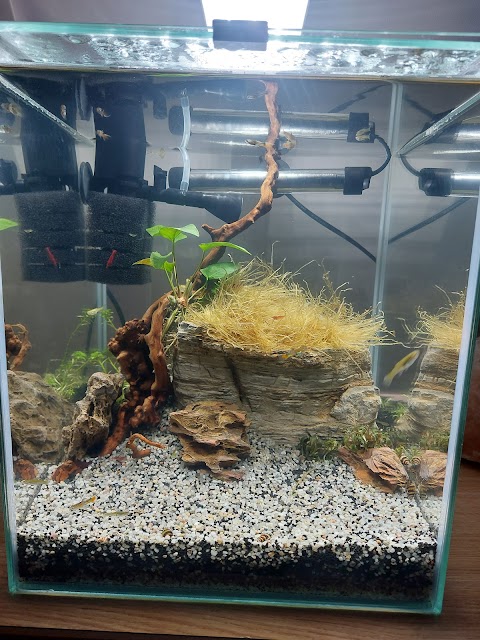 Tropical fish pet store Midland Aquatic Solutions