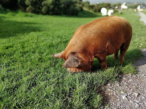 Lios Stone Circle & Animal Feeding