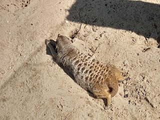 Surykatki w śląskim ZOO