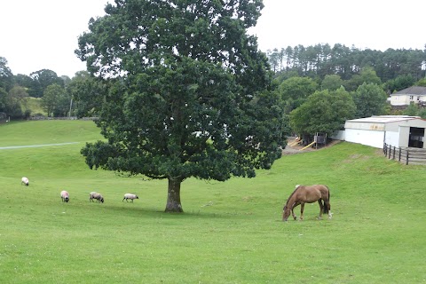 Muckross Riding Stables