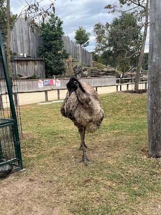 Wallaby - Sydney Zoo